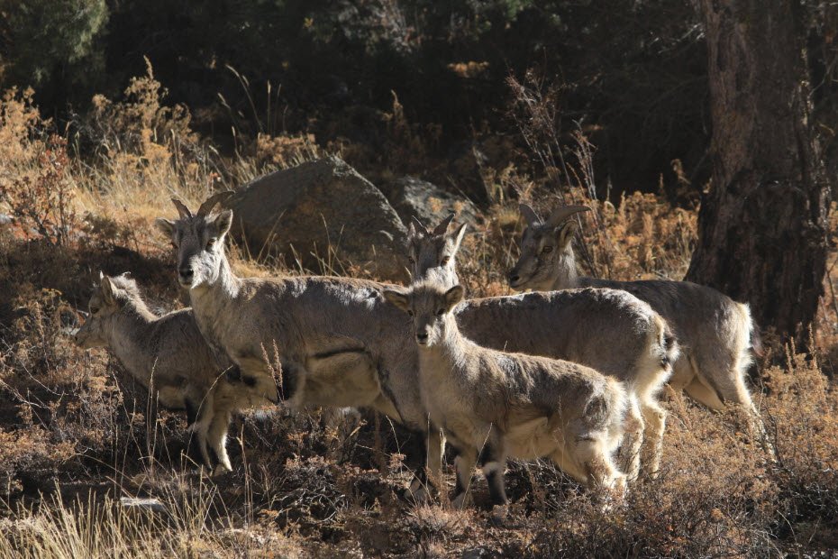 Govind Pashu Vihar Wildlife Sanctuary, Uttarkashi, Uttarakhand - Vushii.com Govind Pashu Vihar Wildlife Sanctuary, Uttarkashi, Uttarakhand - Vushii.com